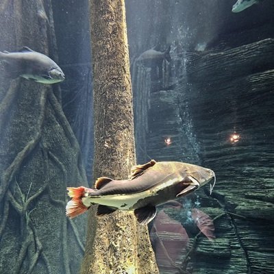 Aquarium